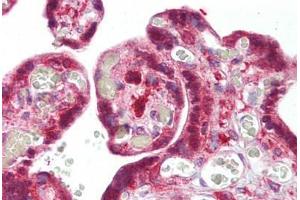 Anti-SNX2 antibody IHC staining of human placenta. (Sorting Nexin 2 抗体  (AA 350-400))