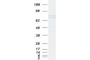 Western Blotting (WB) image for Complement Component 1, S Subcomponent (C1S) (Transcript Variant 2) protein (Myc-DYKDDDDK Tag) (ABIN2715468)