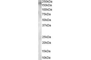 ABIN185416 staining (1µg/ml) of Human Testis lysate (RIPA buffer, 30µg total protein per lane). (ENPEP 抗体  (Internal Region))