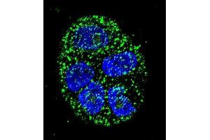 Confocal immunofluorescent analysis of AGR2 Antibody (N-term) (ABIN657766 and ABIN2846743) with WiDr cell followed by Alexa Fluor 488-conjugated goat anti-rabbit lgG (green). (AGR2 抗体  (N-Term))