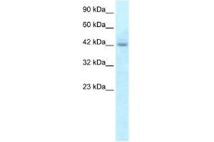 Human HepG2; WB Suggested Anti-RGS20 Antibody Titration: 5. (RGS20 抗体  (N-Term))