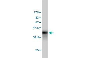 Western Blotting (WB) image for anti-CASP8 and FADD-Like Apoptosis Regulator (CFLAR) (AA 178-277) antibody (ABIN563829)