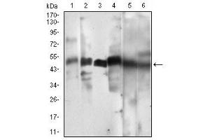Fig. (Cyclin A 抗体  (AA 105-233))