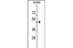EMID2 Antibody (Center) (ABIN1538207 and ABIN2849215) western blot analysis in A549 cell line lysates (35 μg/lane). (Collagen, Type XXVI, alpha 1 (COL26A1) (AA 261-290) 抗体)