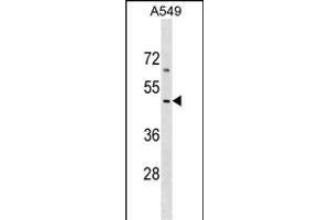 EMID2 Antibody (Center) (ABIN1538207 and ABIN2849215) western blot analysis in A549 cell line lysates (35 μg/lane). (Collagen, Type XXVI, alpha 1 (COL26A1) (AA 261-290) 抗体)