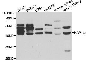 Western blot analysis of extracts of various cell lines, using NAP1L1 antibody. (NAP1L1 抗体)