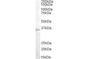 Western Blotting (WB) image for anti-Asparaginase Like 1 (ASRGL1) (AA 42-54) antibody (ABIN303827) (ASRGL1 抗体  (AA 42-54))