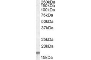 Western Blotting (WB) image for anti-Cytochrome C Oxidase Subunit IV Isoform 2 (Lung) (COX4I2) (AA 161-171) antibody (ABIN477954) (COX4I2 抗体  (AA 161-171))