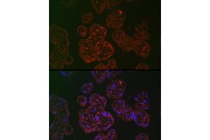 Immunofluorescence analysis of human placenta cells using PLGF Rabbit pAb (ABIN7269385) at dilution of 1:100 (40x lens). (PLGF 抗体)