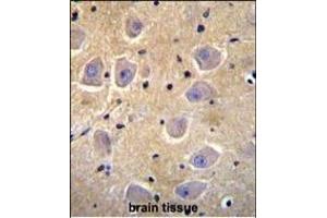 SHISA6 Antibody (N-term) (ABIN655856 and ABIN2845263) immunohistochemistry analysis in formalin fixed and paraffin embedded human brain tissue followed by peroxidase conjugation of the secondary antibody and DAB staining. (SHISA6 抗体  (N-Term))
