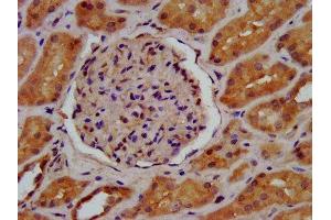 IHC image of ABIN7157971 diluted at 1:600 and staining in paraffin-embedded human kidney tissue performed on a Leica BondTM system. (LGMN 抗体  (AA 199-312))
