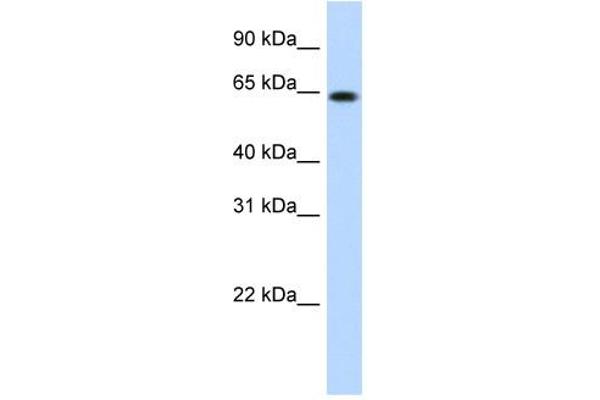 RNF6 抗体  (N-Term)