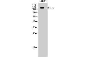 Western Blotting (WB) image for anti-C-Mer Proto-Oncogene Tyrosine Kinase (MERTK) (N-Term) antibody (ABIN3185542) (MERTK 抗体  (N-Term))