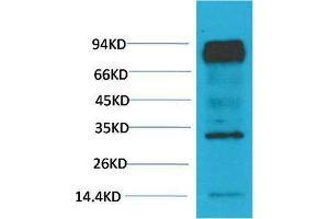 Western Blot (WB) analysis of Mouse Brain Tissue with HIF-1 beta/ARNT Mouse Monoclonal Antibody diluted at 1:2000. (ARNT 抗体)