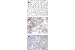 Image no. 1 for anti-G Protein-Coupled Receptor 83 (GPR83) (AA 200-250) antibody (ABIN207664) (GPR83 抗体  (AA 200-250))