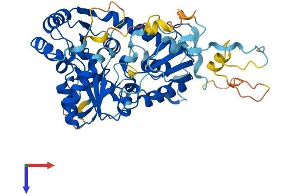 DPH2 Protein (AA 1-489) (His tag)