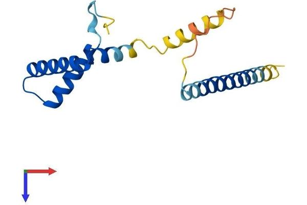 SPA17 Protein (AA 1-149) (His tag)
