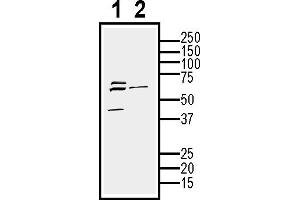 Western blot analysis of mouse  cell line lysate (lane 1) and -derived purified exosomes (lane 2)50 μg of cells and purified exosomes lysates were analyzed using Anti-CD9 (extracellular) Antibody (ABIN7581848), (1:200). (CD9 抗体  (Extracellular))
