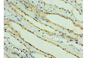 Immunohistochemistry of paraffin-embedded human kidney tissue using ABIN7164272 at dilution of 1:100 (PARL 抗体  (AA 1-170))