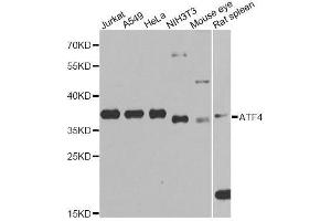Western blot analysis of extracts of various cell lines, using ATF4 Antibody. (ATF4 抗体  (AA 1-351))