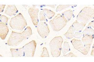 Detection of GLS in Mouse Skeletal muscle Tissue using Polyclonal Antibody to Glutaminase (GLS) (Glutaminase 抗体  (AA 31-253))