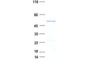 NSUN7 Protein (His tag)
