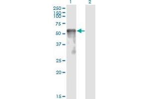 Western Blotting (WB) image for anti-Sestrin 2 (SESN2) (AA 1-481) antibody (ABIN466250) (Sestrin 2 抗体  (AA 1-481))