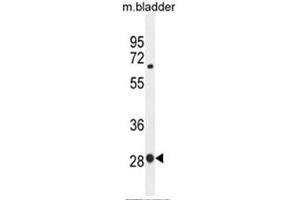 BTF3 Antibody (N-term) western blot analysis in mouse bladder tissue lysates (35µg/lane). (BTF3 抗体  (N-Term))