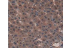 Figure. (Glucuronidase beta 抗体  (AA 440-648))
