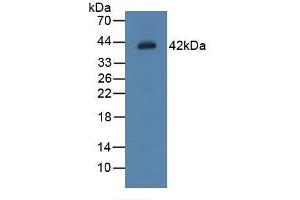 Detection of LGMN in Rat Placenta Tissue using Polyclonal Antibody to Legumain (LGMN) (LGMN 抗体  (AA 18-433))