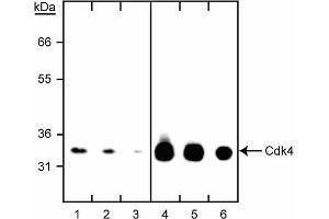 Western blot titration of anti-Cdk4 antibody. (CDK4 抗体)