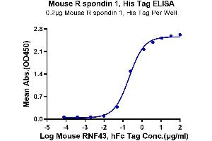 R-Spondin 1 (RSPO1) (AA 21-265) protein (His tag)