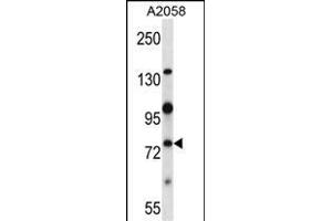 Mouse Nek8 Antibody (C-term) (ABIN657848 and ABIN2846809) western blot analysis in  cell line lysates (35 μg/lane). (NEK8 抗体  (C-Term))