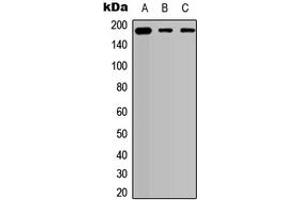 Western blot analysis of Collagen 5 alpha 2 expression in HEK293T (A), A549 (B), PC12 (C) whole cell lysates. (COL5A2 抗体  (N-Term))