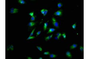 Immunofluorescence staining of Hela cells with ABIN7173883 at 1:60, counter-stained with DAPI. (LTBR 抗体  (AA 31-224))