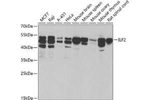 Western blot analysis of extracts of various cell lines, using ILF2 antibody (ABIN6128089, ABIN6142416, ABIN6142418 and ABIN6221585) at 1:1000 dilution. (ILF2 抗体  (AA 1-280))