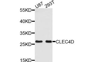 Western blot analysis of extracts of various cell lines, using CLEC4D antibody (ABIN5971447) at 1/1000 dilution. (CLEC4D 抗体)