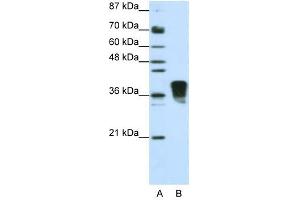 SFRS10 antibody used at 1.