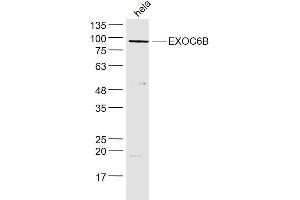 EXOC6B 抗体  (AA 721-811)