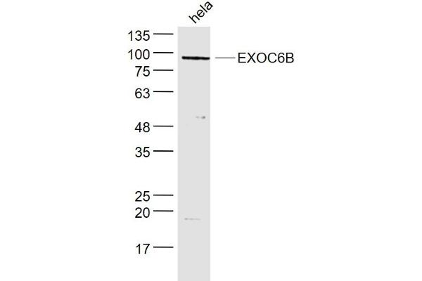 EXOC6B 抗体  (AA 721-811)