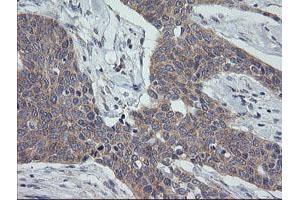 Image no. 1 for anti-Growth Arrest and DNA-Damage-Inducible, gamma (GADD45G) antibody (ABIN1497603) (GADD45G 抗体)