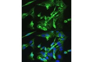 Immunofluorescence analysis of U-2OS cells using BMPR2 antibody  at dilution of 1:100. (BMPR2 抗体  (AA 27-150))