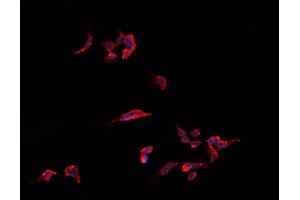 ABIN6266773 staining HeLa  cells by IF/ICC. (TNFSF13 抗体  (Internal Region))