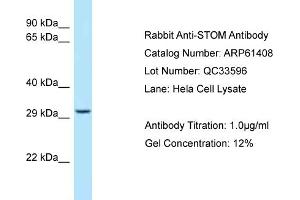 Western Blotting (WB) image for anti-Stomatin (STOM) (C-Term) antibody (ABIN971811) (Stomatin 抗体  (C-Term))