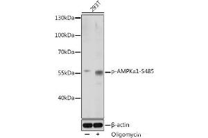 Western blot analysis of extracts of 293T cells using Phospho-AMPKα1(S485) Polyclonal Antibody at dilution of 1:1000. (PRKAA1 抗体  (pSer485))