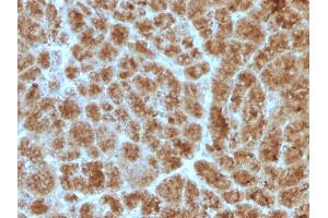 Formalin-fixed, paraffin-embedded human Pancreas stained with CELA3B Mouse Monoclonal Antibody (CELA3B/1257) (Elastase 3B 抗体  (AA 82-238))
