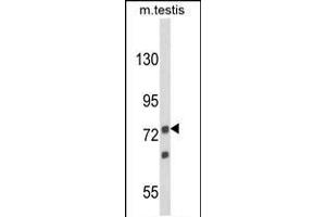 Western blot analysis of ANGEL1 Antibody (C-term) (ABIN652892 and ABIN2842577) in mouse testis tissue lysates (35 μg/lane). (ANGEL1 抗体  (C-Term))