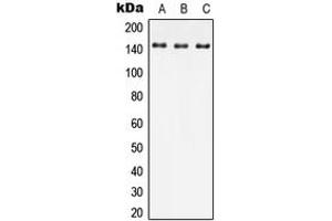 Western blot analysis of JIP4 expression in HEK293T (A), Raw264. (SPAG9 抗体  (Center))