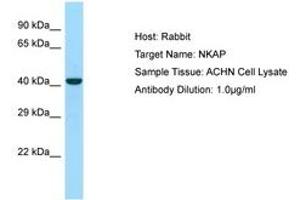 Image no. 1 for anti-NFKB Activating Protein (NKAP) (C-Term) antibody (ABIN6750029) (NKAP 抗体  (C-Term))