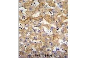 SCA5 Antibody (Center) (ABIN655746 and ABIN2845192) immunohistochemistry analysis in formalin fixed and raffin embedded human liver tissue followed by peroxidase conjugation of the secondary antibody and DAB staining. (SPACA5 抗体  (AA 40-69))